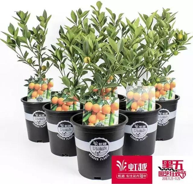 园艺批发市场，这个园艺市场本周末放大招