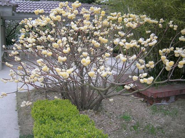 花冠类型为辐射对称花，结香花别名梦花树