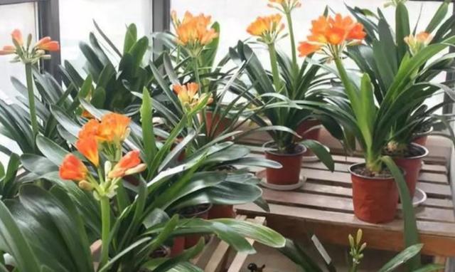 君子兰种子怎么种，君子兰的种子怎样育苗