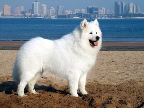 哈士奇智商排名，哈士奇智商在狗界排名多少位（前十和倒数前十）