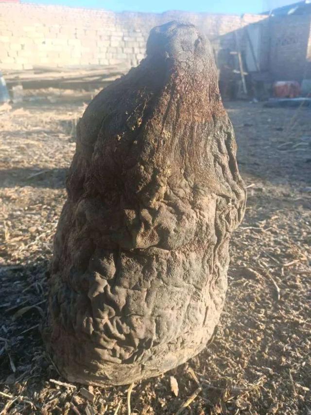 太岁肉灵芝为什么那么稀有，真假太岁肉灵芝的知识论述