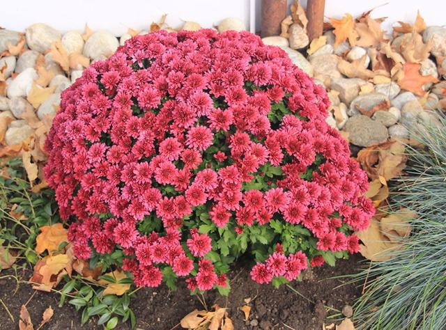 菊花开花时间和方法，菊花每年开花之后如何重新开花