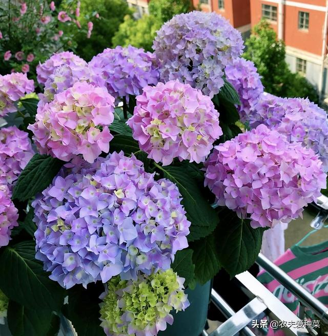 绣球花的养殖方法和注意事项，绣球花的养殖方法和注意事项大全