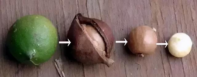 夏威夷果长什么样，原来夏威夷果是长这样的（夏威夷果：“名不副实”的坚果）