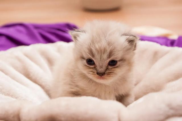 中华全国世界语协会，纯种猫缺点（国际世界语协会）