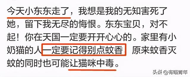 绿萝对猫有毒吗，猫咪吃了一口绿萝