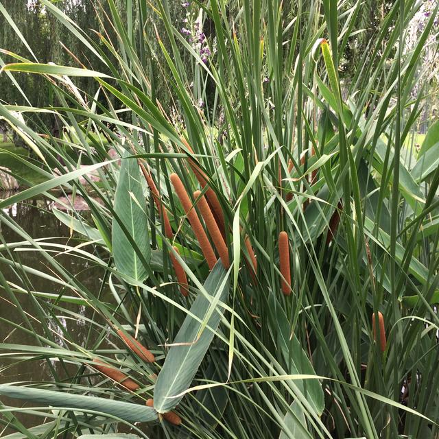 美丽的龙泽湖公园，龙溪湖湿地公园漂亮的地方