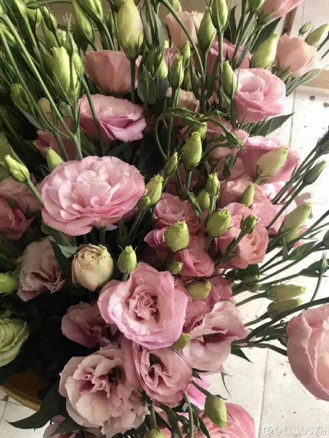 春夏秋冬四季什么花好看，这十种花几乎一年四季都开花