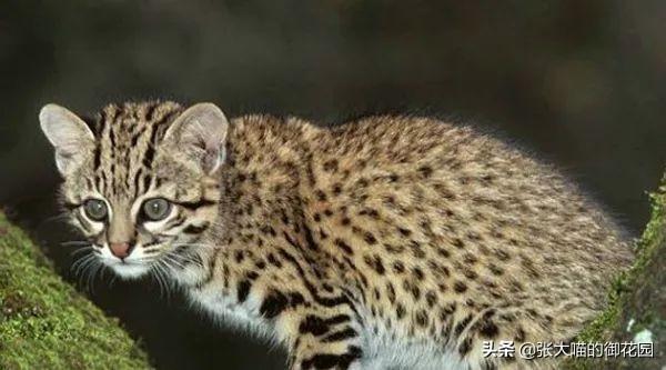 世界上十种凶猛猫咪品种排行榜，盘点十大最傻的猫咪品种