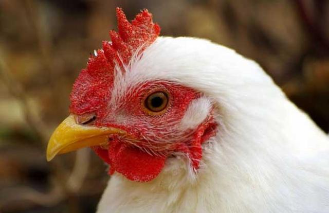 蛋鸡主要品种分为哪几类呢，蛋鸡的品种主要有哪些