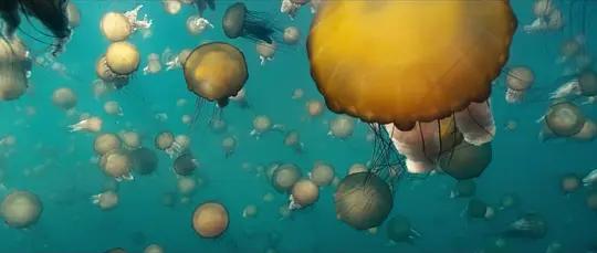 海洋世界纪录片，海洋深度探索纪录片