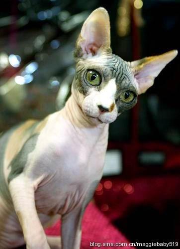 世界名猫品种，世界名猫品种大全