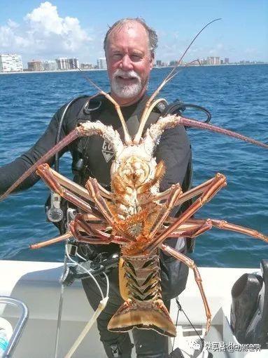 澳洲花斑龙虾，没有大螯的龙虾-眼斑龙虾