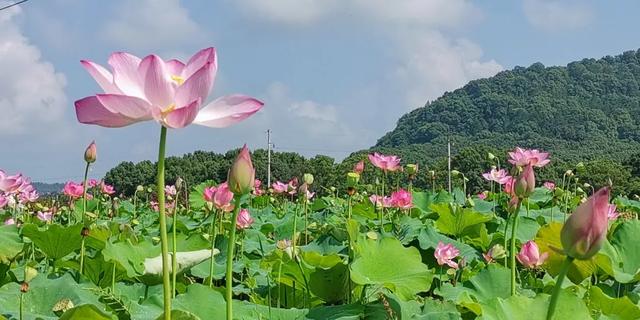 九江免费的旅游景点有哪些，九江最值得去的十大旅游地