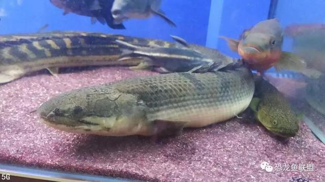 热带观赏鱼曼龙鱼，大型热带鱼刚果恐龙王鱼的寿命及饲养方式