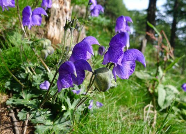 八种常见有毒花，这15种大毒花