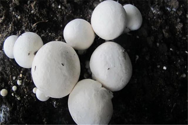 菌菇的栽培技术，蘑菇高效优质栽培技术要点