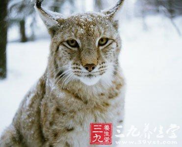 东北山狸子图片，乡村儿时记（野生山狸子走猫步专治强迫症）