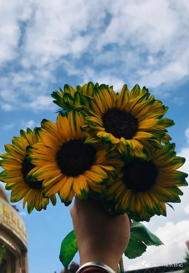 向日葵油画的技法，每日一花三款复古油画里走出的向日葵