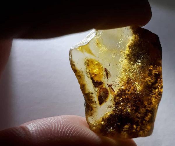 琥珀形成的条件，琥珀的形成过程和条件（琥珀形成需要哪些阶段）