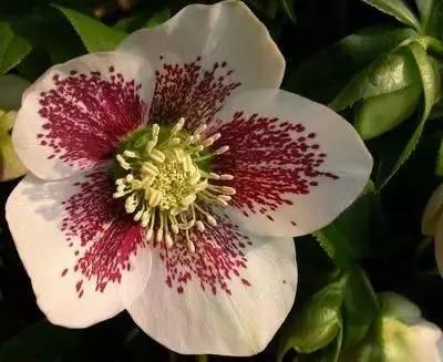 花语代表治愈的花，100种花的花语养养眼