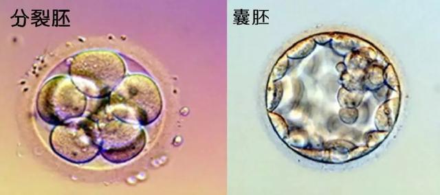囊胚分几个等级，养囊胚有几个等级（囊胚4bb、4ab、4cb是什么级别）