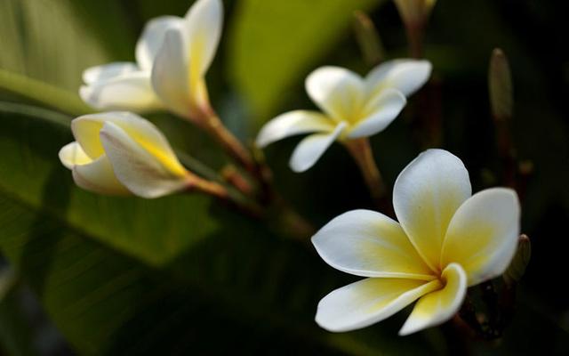 红鸡蛋花寓意，咏红鸡蛋花