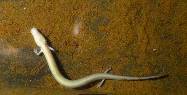 世界上最懒的动物，世界上唯一懒的动物（可7年不吃不喝不运动）