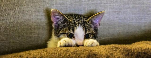 中华全国世界语协会，纯种猫缺点（国际世界语协会）