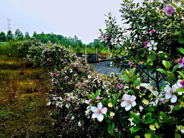 桃金娘花海，桃金娘夏日花开