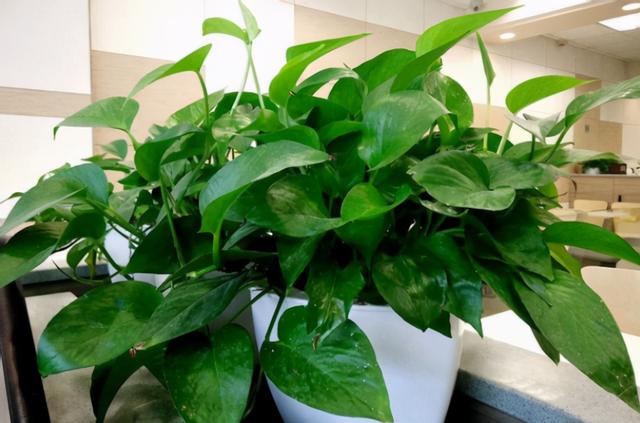 家庭盆栽杜鹃花好养吗，拿白醋养杜鹃栀子花