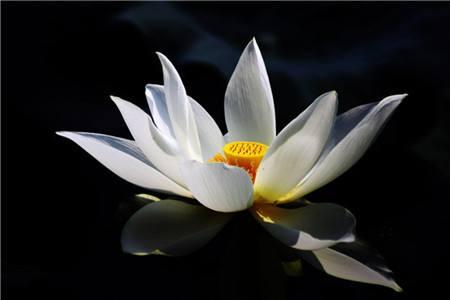 荷花最好看的品种是什么，这花最好看、最好养