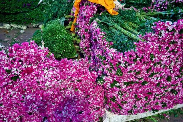 便宜又实惠的鲜花市场，打卡全国最大的鲜花批发市场