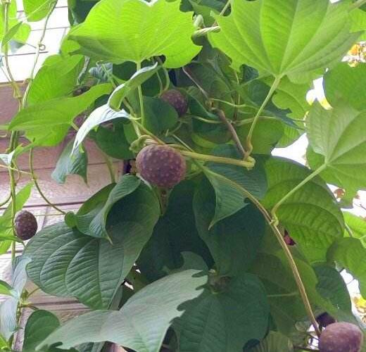 最好的藤蔓花排名，到了春天爬满墙开花海