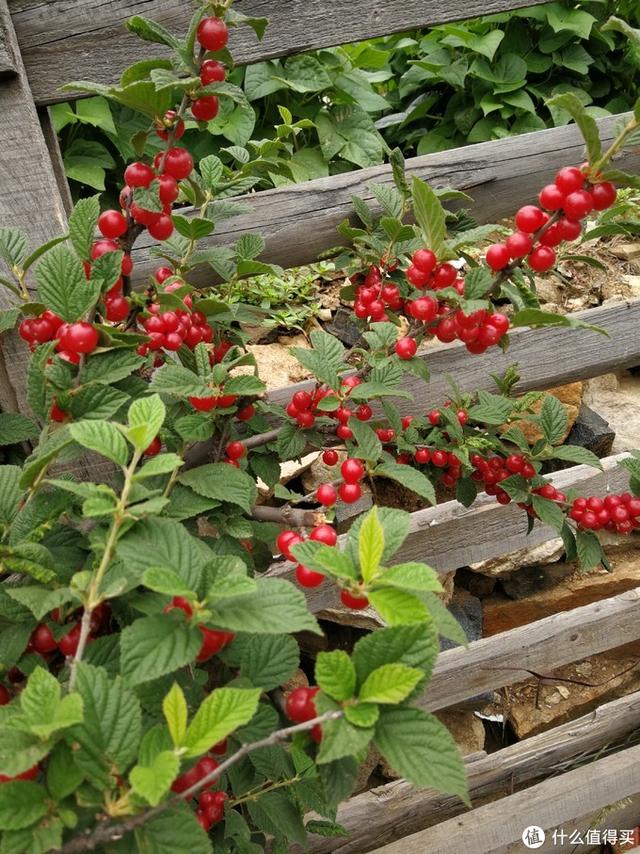 国产樱桃品种对比，国产樱桃品种及购买一些介绍