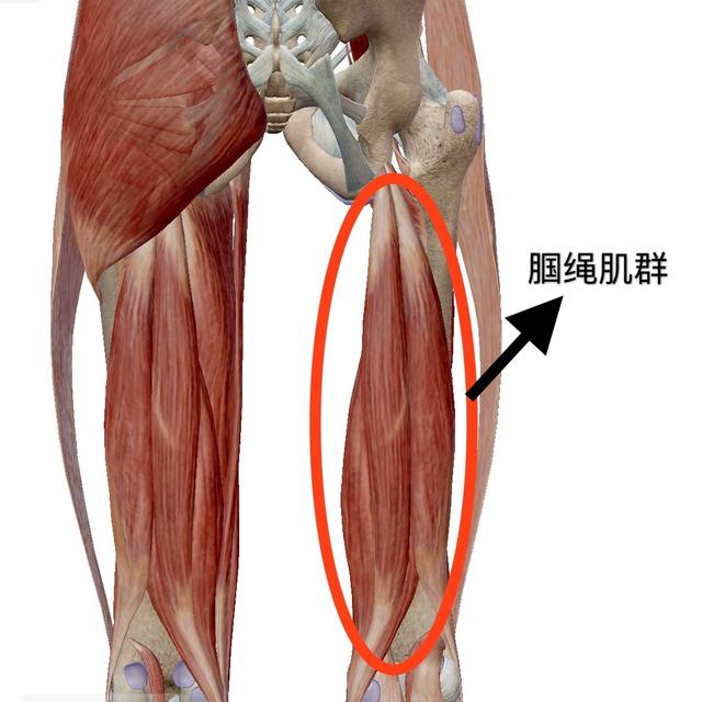 腘绳肌训练动作，12种腘绳肌训练方法（腘绳肌和臀部屈肌紧）