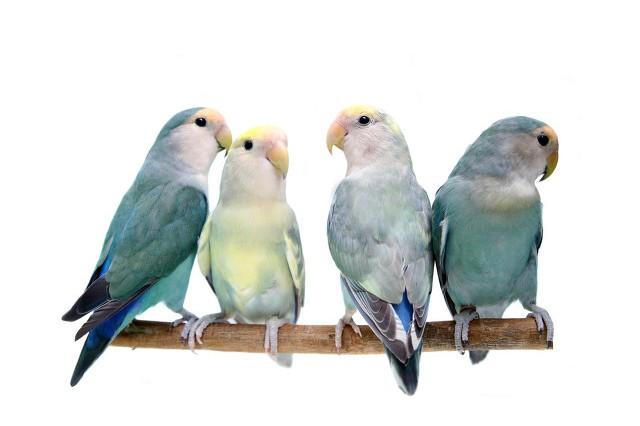 牡丹鹦鹉品种介绍大全，面类牡丹鹦鹉的所有品种