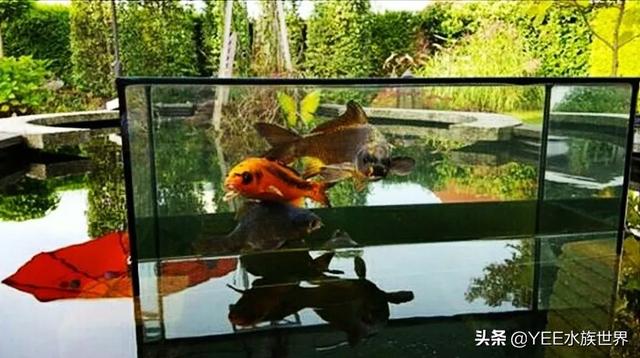 自制水循环鱼缸用，自制鱼缸水循环原理（巧用物理原理做鱼缸）