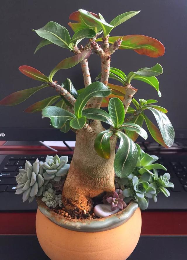 养的多肉特别容易开花，能爆花的3种多肉