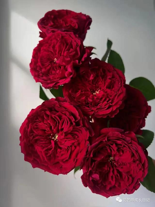 复古香槟色玫瑰，52朵香槟色玫瑰