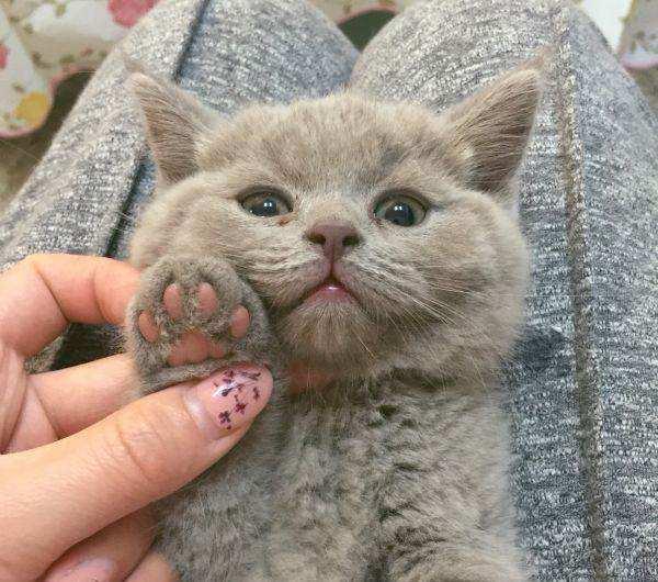 cfa猫，你必须了解关于英国短毛猫的一切