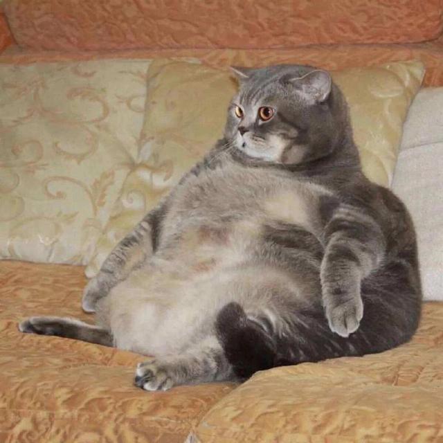 糖尿病吃猫牙米(猫牙米含糖量)