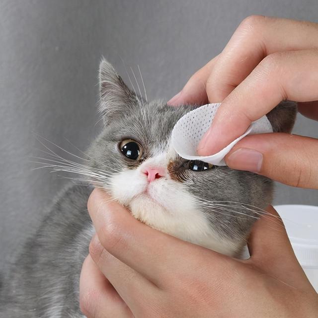 猫咪上火的症状，幼猫上火是什么症状（不用慌，教你降火小妙招）