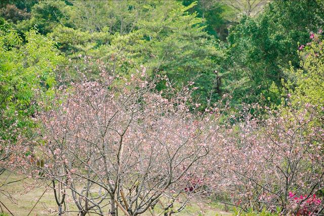 深圳游玩攻略必去的地方免费，7个遛娃好去处全免费