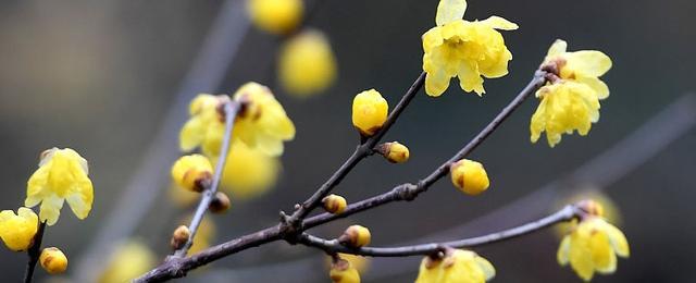 腊梅的花语和传说，腊梅花的花语有很多