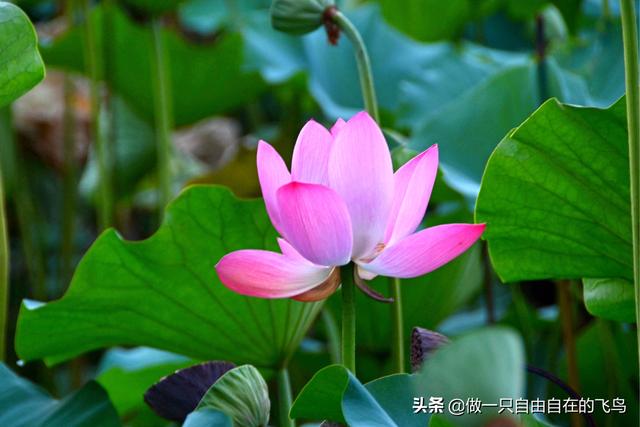 北海公园景点介绍，北海公园旅游攻略（北京周末去哪儿——北海公园）