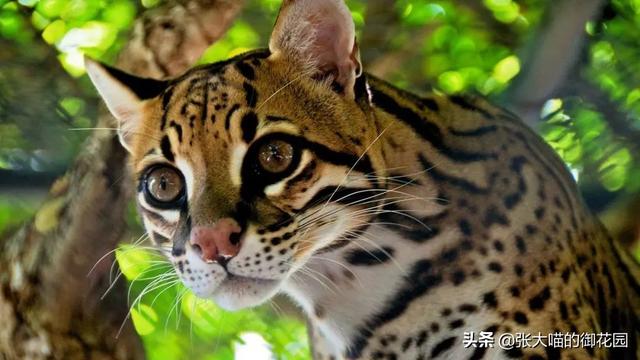 世界上十种凶猛猫咪品种排行榜，盘点十大最傻的猫咪品种