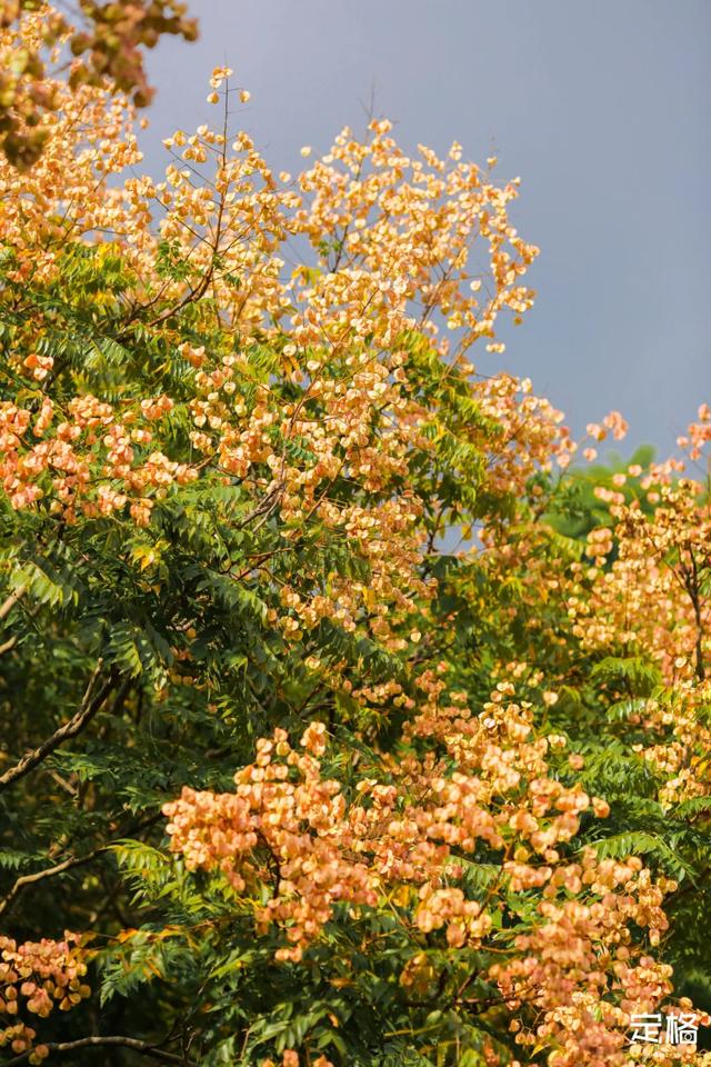 莲花山公园 网红打卡地，莲花山公园又红了