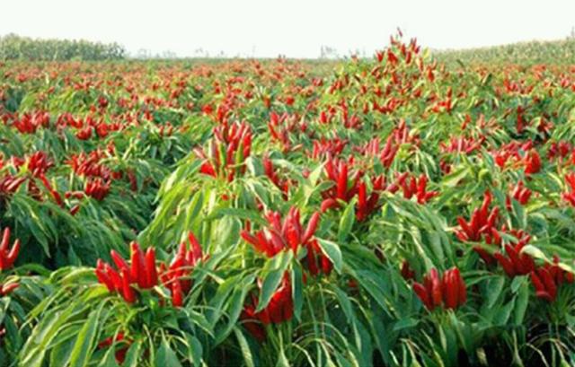 试菜技术大全，辣子百种争斗艳