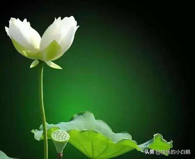 全球最漂亮罕见的花的花语，世界上最稀奇美丽的花有那些